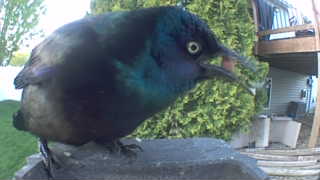 common grackle