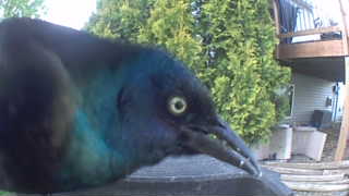 common grackle
