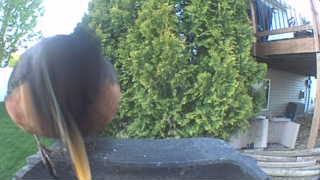 american robin