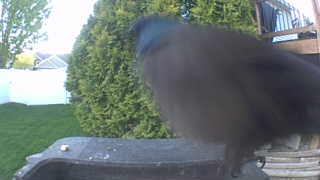 common grackle