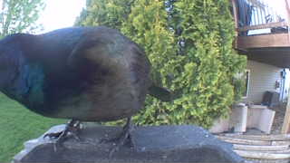 common grackle