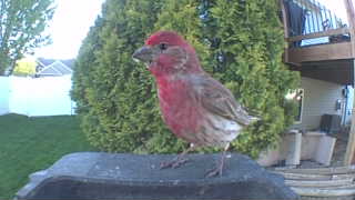 house finch