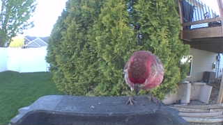 american robin
