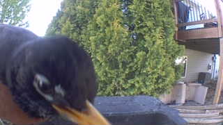 american robin
