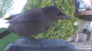 common grackle