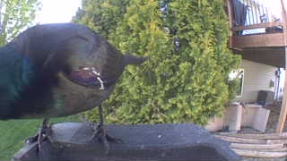 common grackle