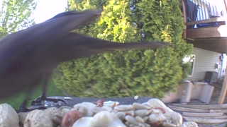 american crow