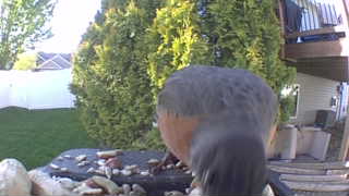 red-breasted nuthatch