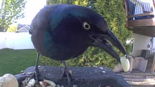 common grackle