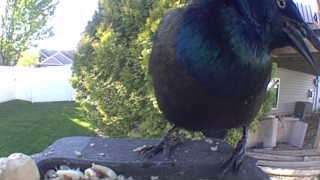 common grackle