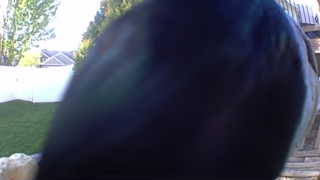 american crow