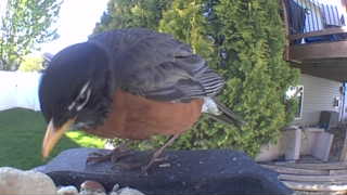 american robin