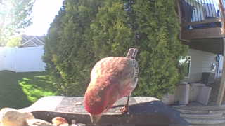 wild turkey