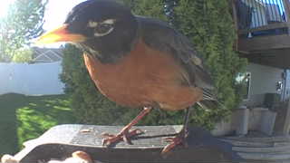 american robin
