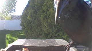 american crow