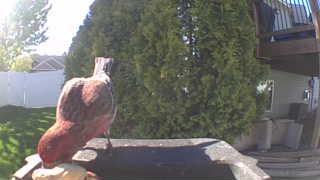 fox sparrow