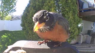 american robin