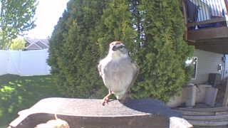 clay-colored sparrow