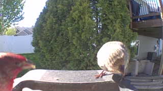 house finch