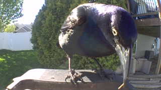 common grackle