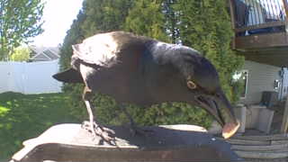 common grackle