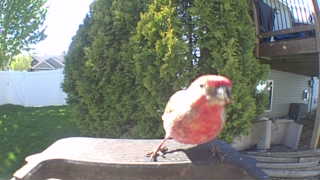 house finch