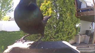 common grackle