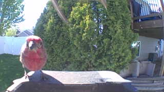 house finch