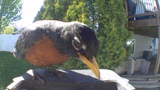 american robin