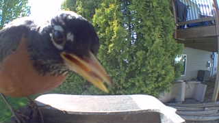 american robin