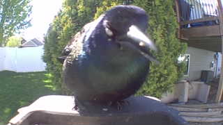 common grackle