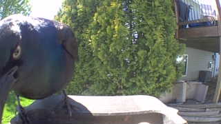 common grackle