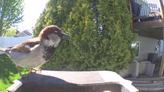 house sparrow