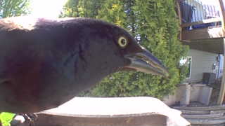 common grackle