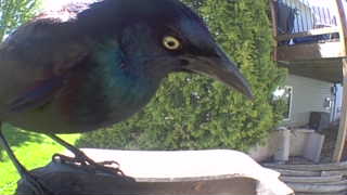 common grackle