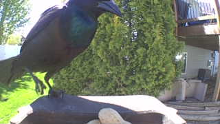common grackle