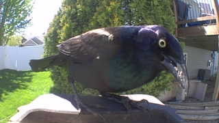common grackle