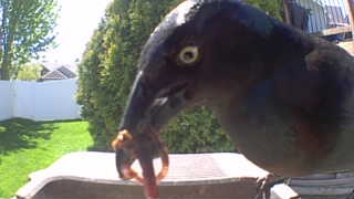 rock pigeon