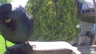 common grackle