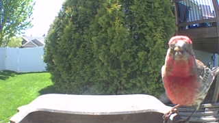 house finch