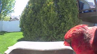 northern cardinal
