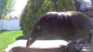 common grackle