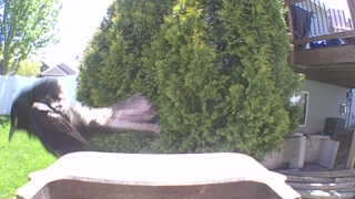 american crow