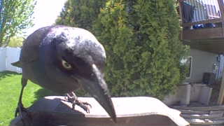 common grackle