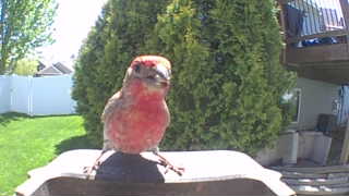 house finch