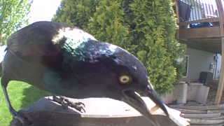 common grackle