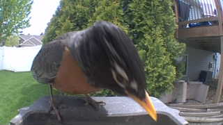 american robin