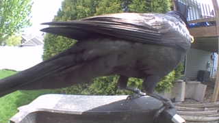 american crow