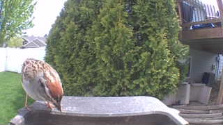 song sparrow