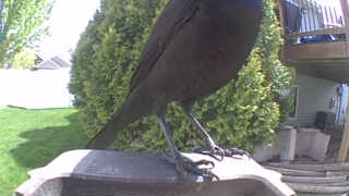 american crow